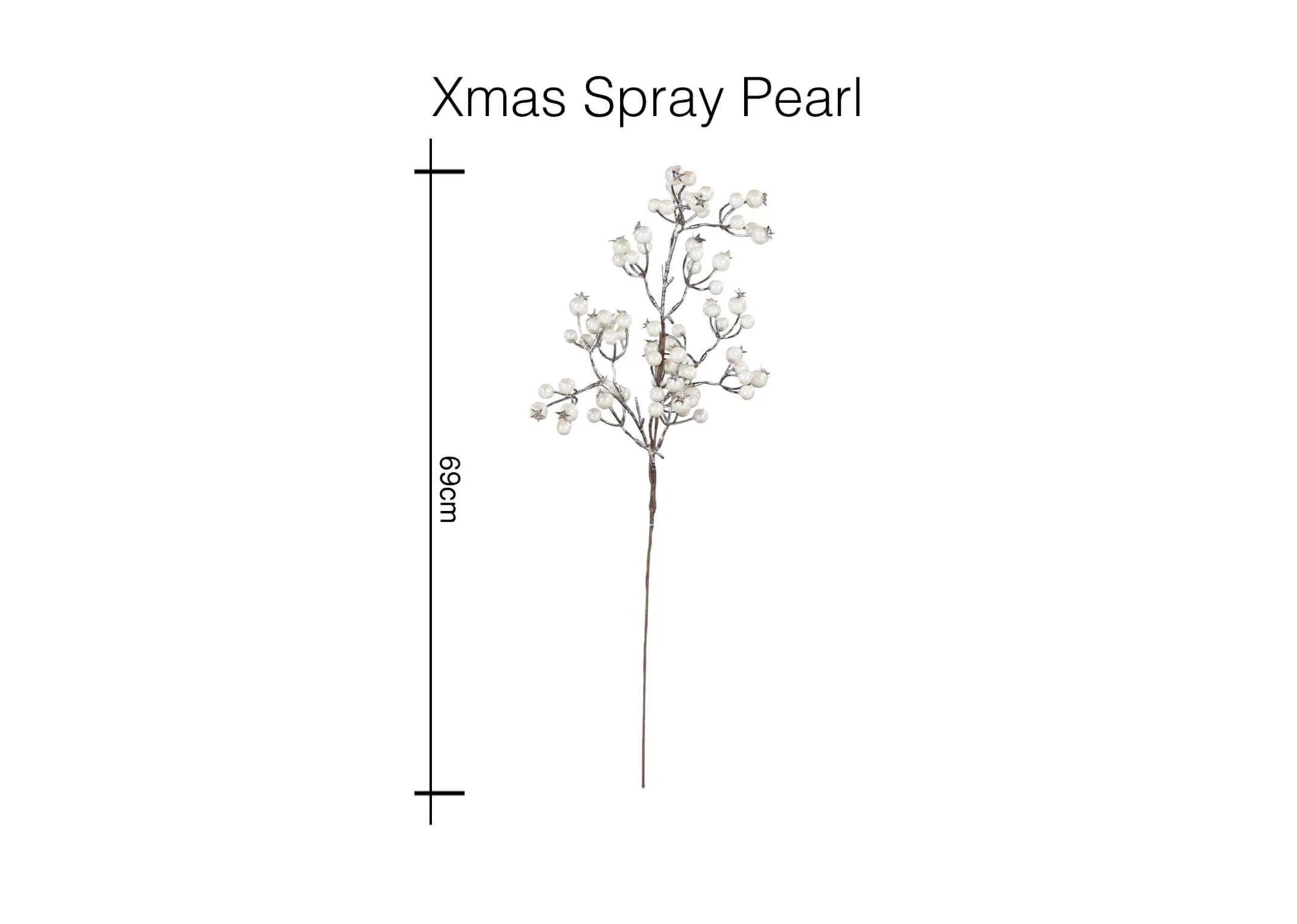 A dimension shot of Christmas Pearl with 69 cm (Height). 