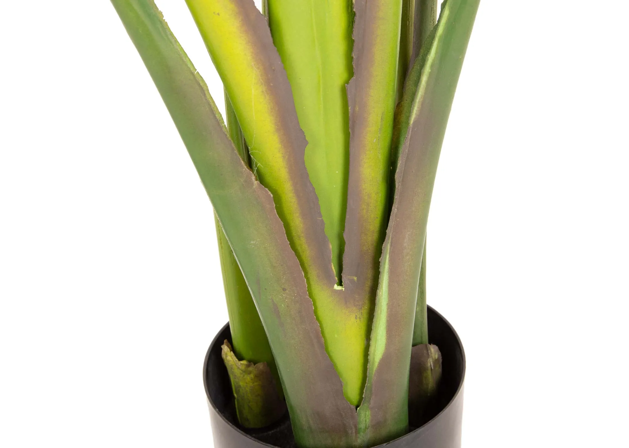 A dimension image of the Large Strelitizia plant with pot with 40cm x 190cm