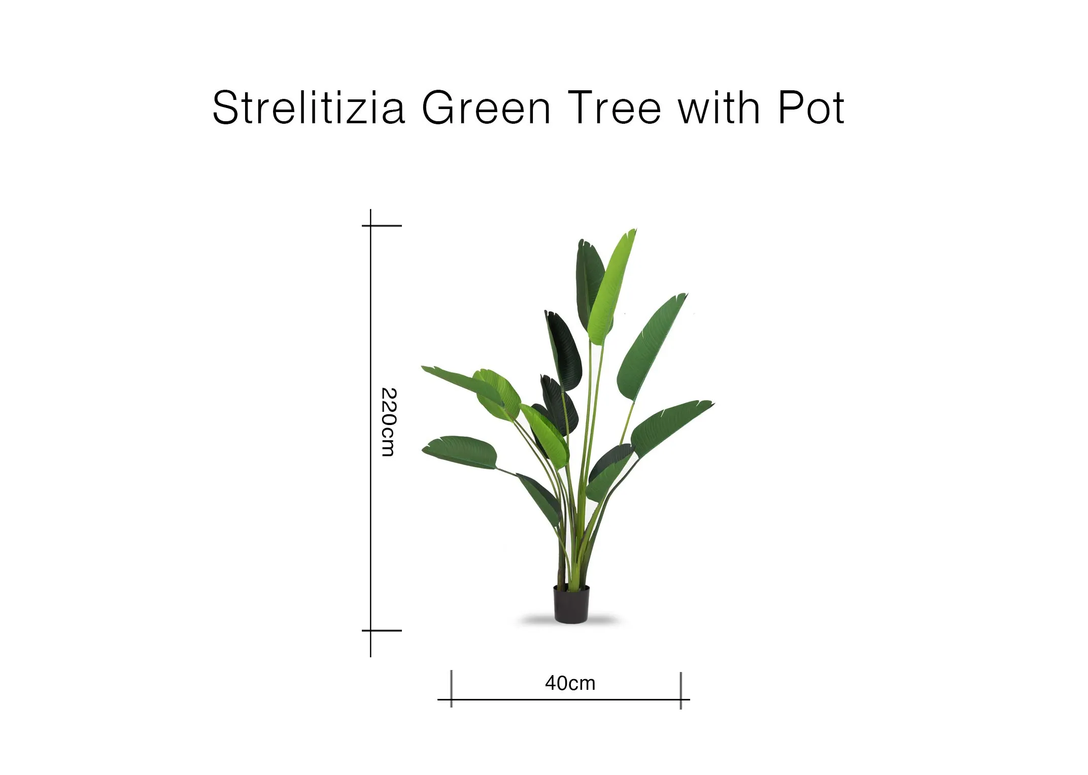A dimension image of the Large Strelitizia plant with pot with 40cm x 190cm