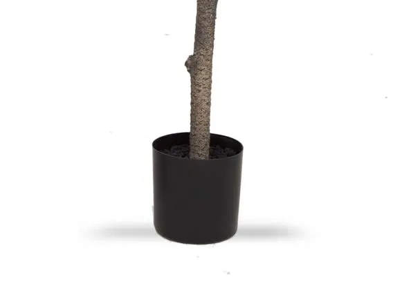 A dimension image of the Olive Tree in Pot with 40cm x 150cm