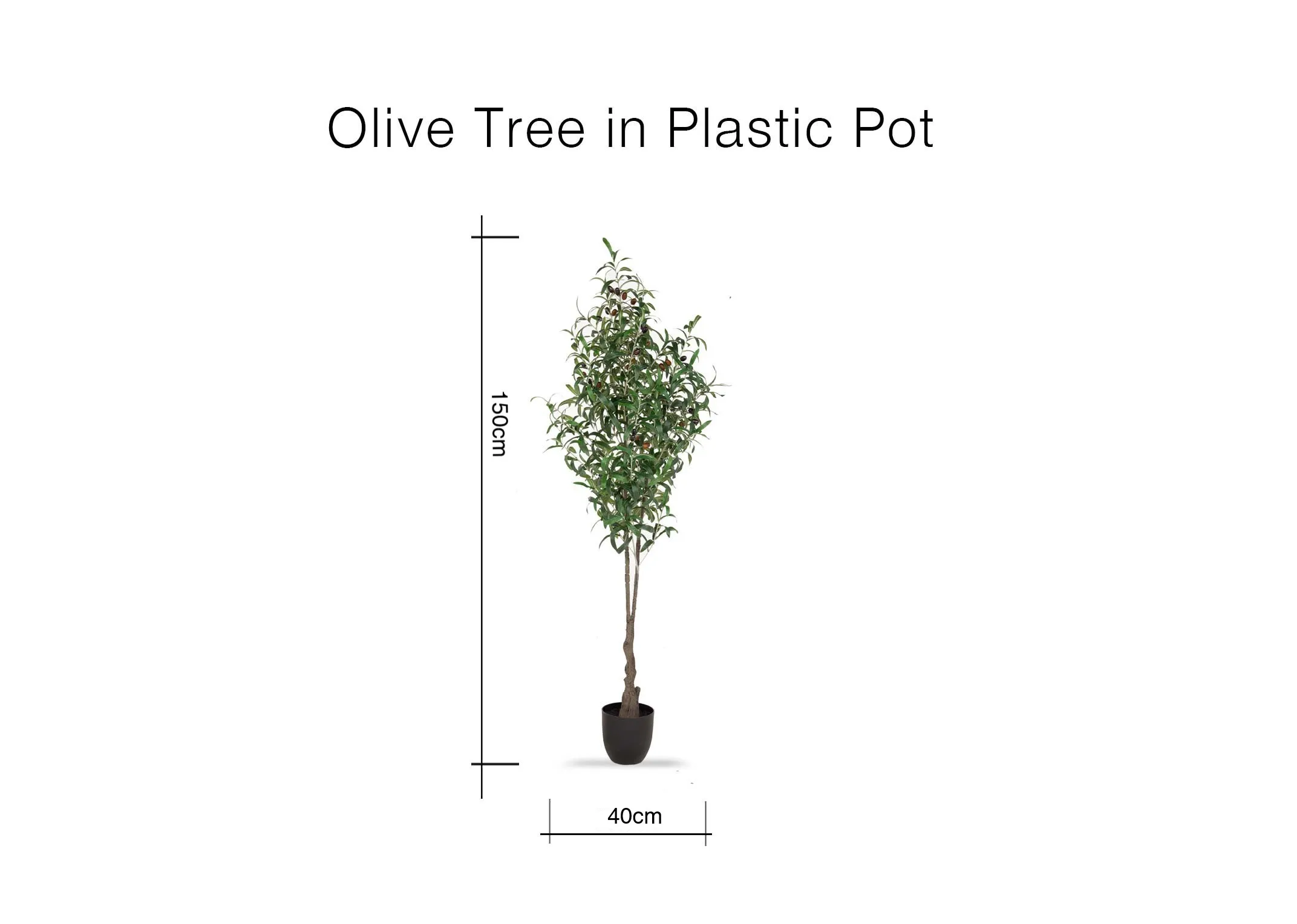 A dimension image of the Olive Tree in pot with 40cm x 150cm