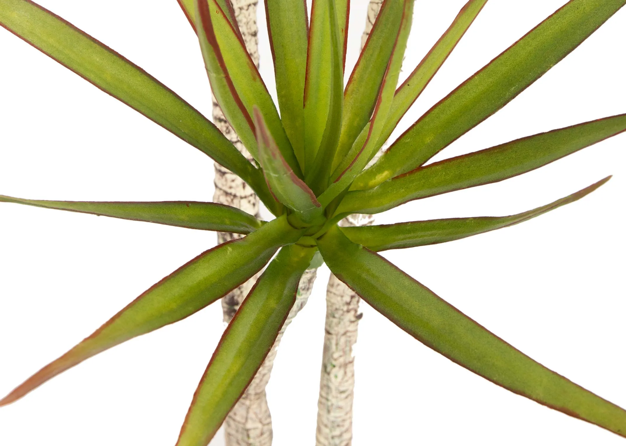 A large yucca tree in a black pot from EZ Living Furniture's Olive Collection. Closeup view of yucca leaves