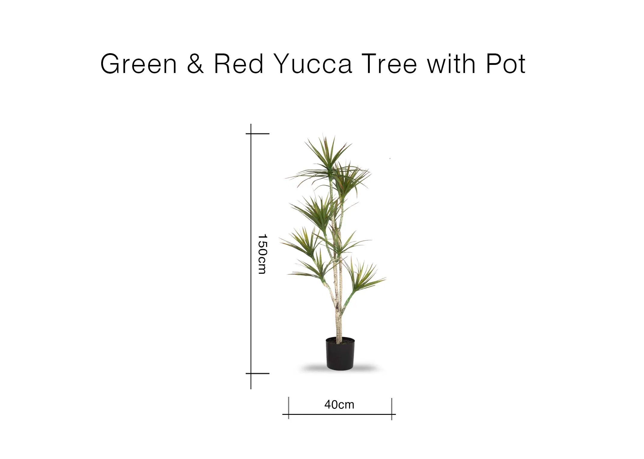 A dimension image of the Large Yucca Tree with 150cm (Height)