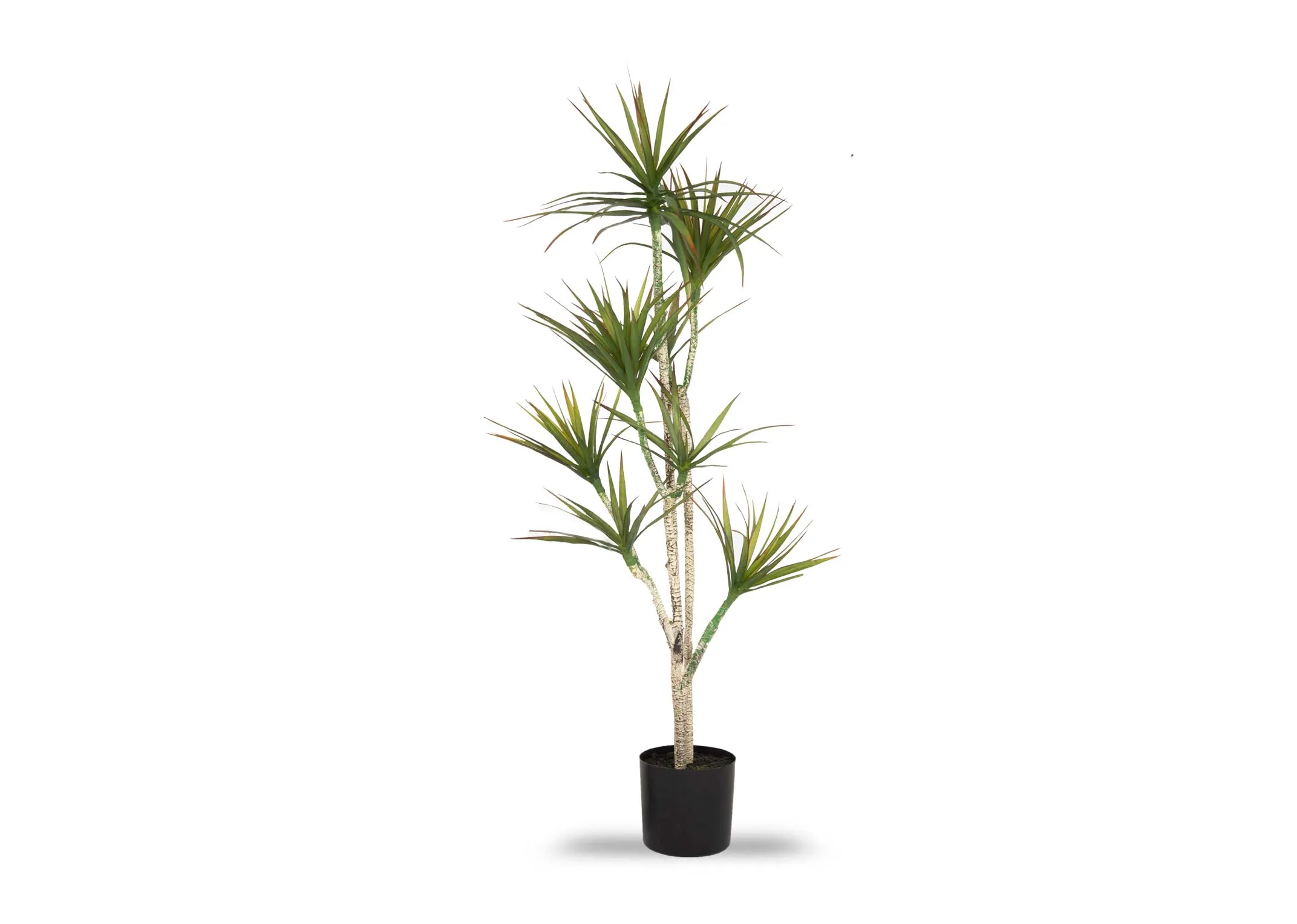 A large yucca tree in a black pot from EZ Living Furniture's Olive Collection.