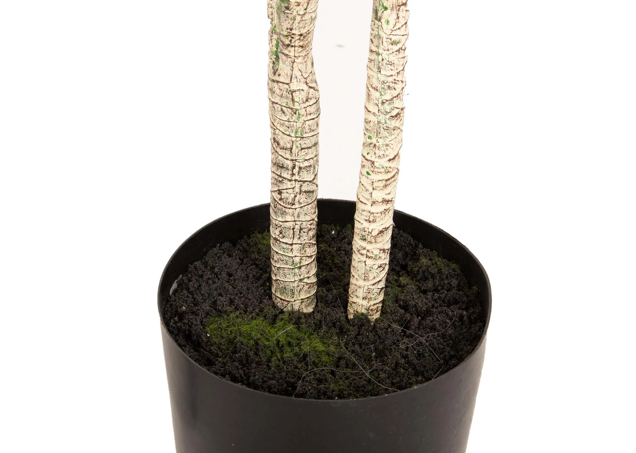 A large yucca tree in a black pot from EZ Living Furniture's Olive Collection. Closeup pf grey bark