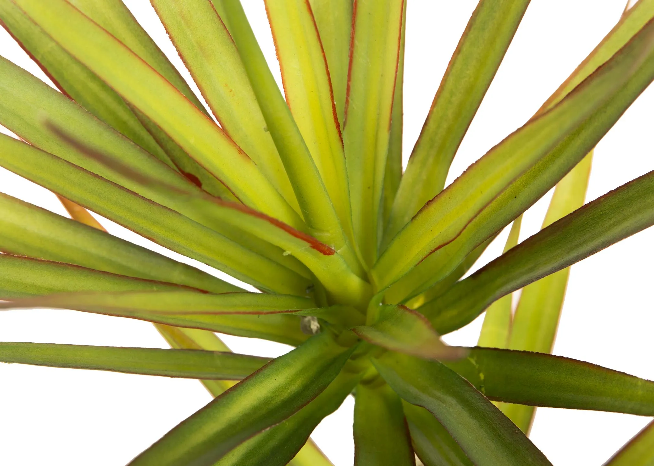 A medium yucca tree in a black pot from EZ Living Furniture's Olive Collection. Closeup pf red & green foliage