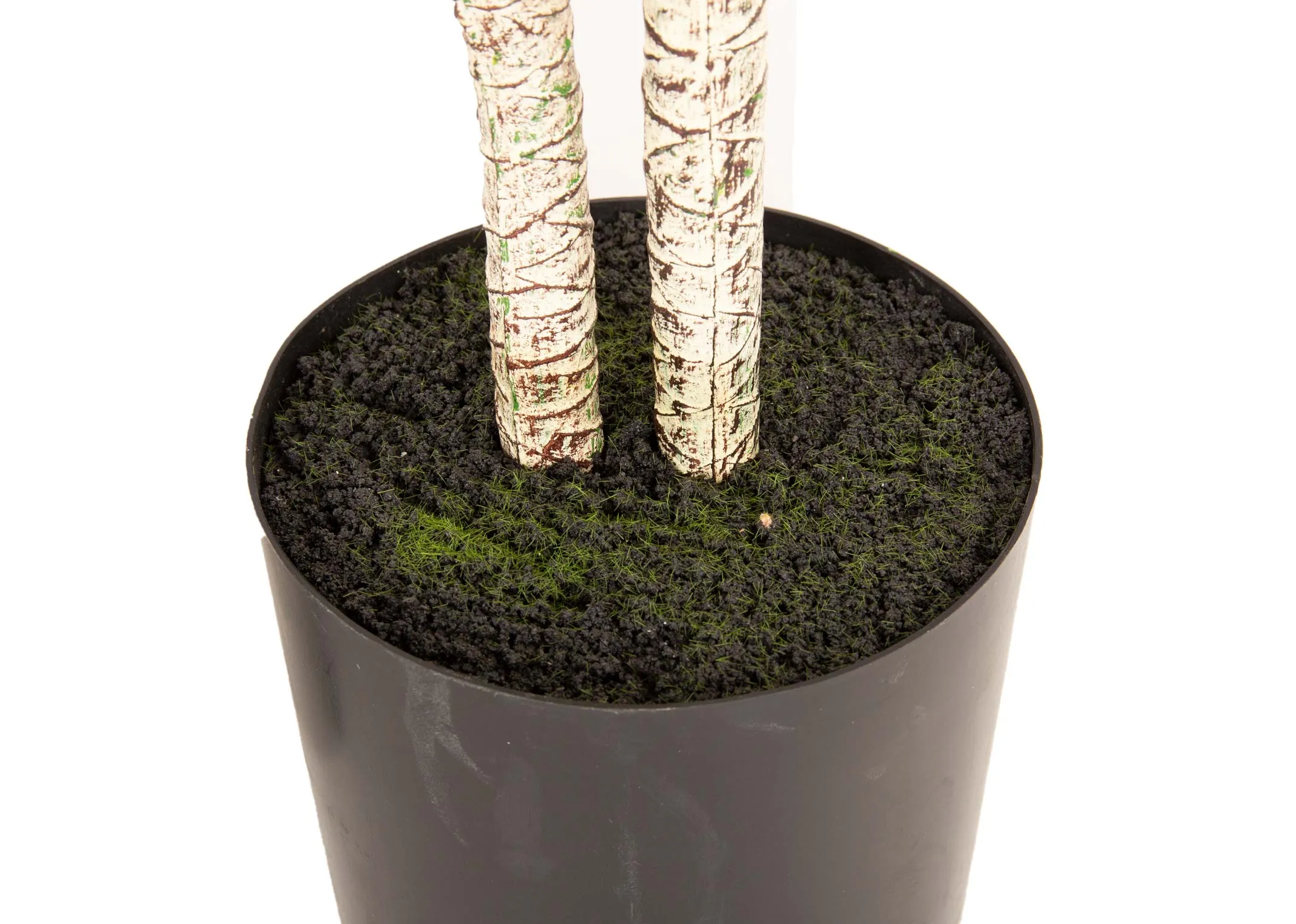 A medium yucca tree in a black pot from EZ Living Furniture's Olive Collection. Closeup of grey bark