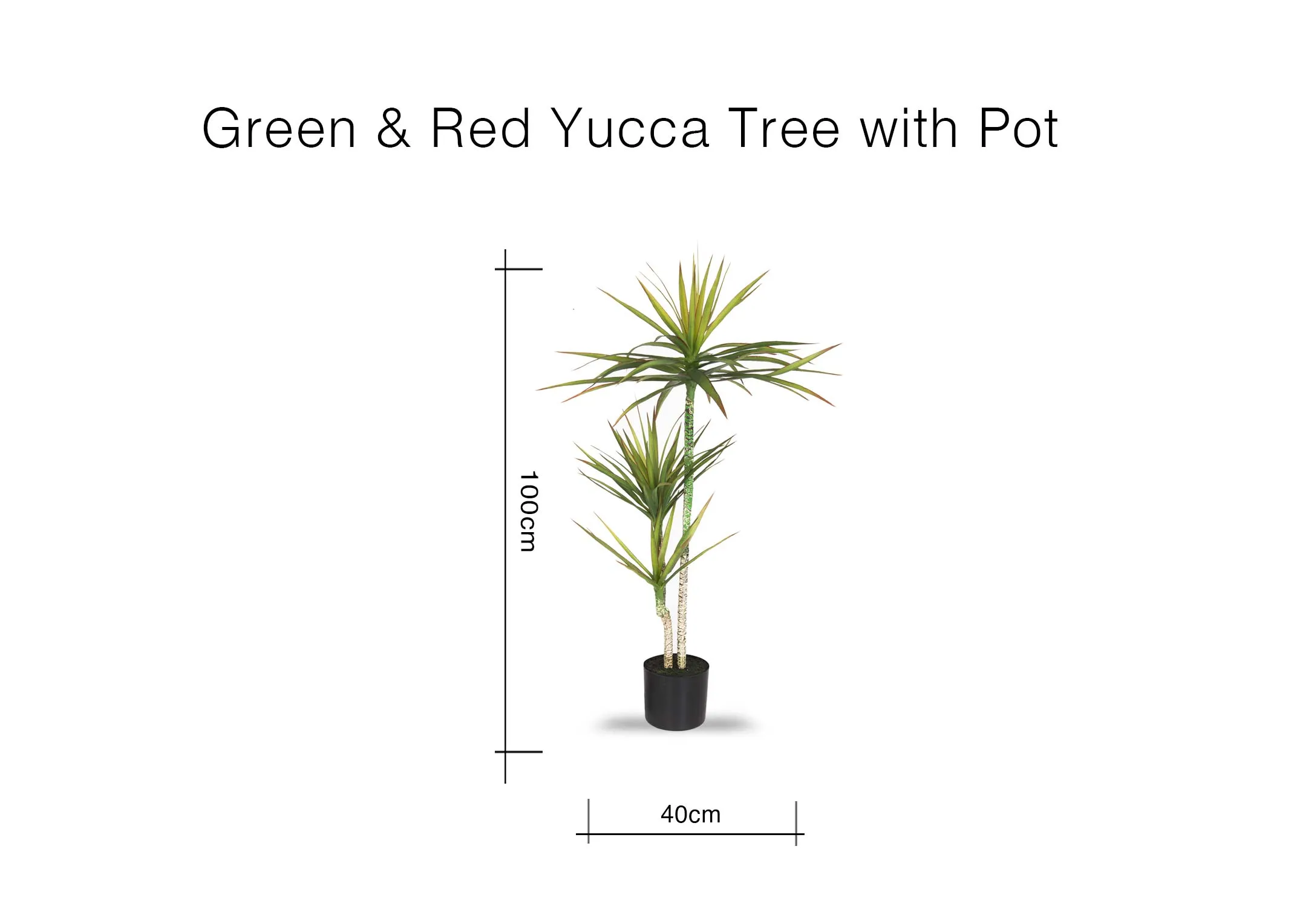 A dimension image of the Medium Yucca Tree with 100cm (Height)