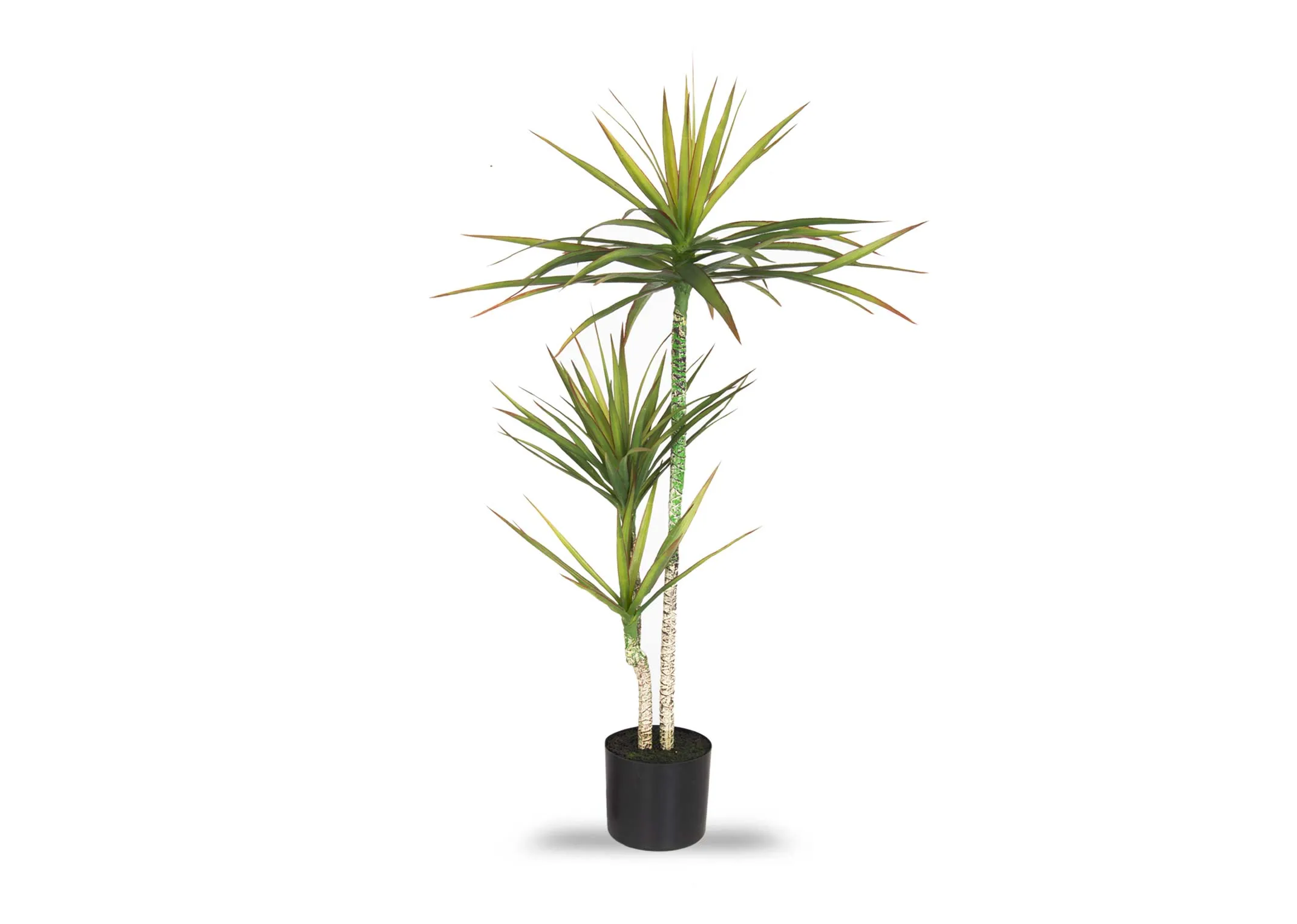 A medium yucca tree in a black pot from EZ Living Furniture's Olive Collection.
