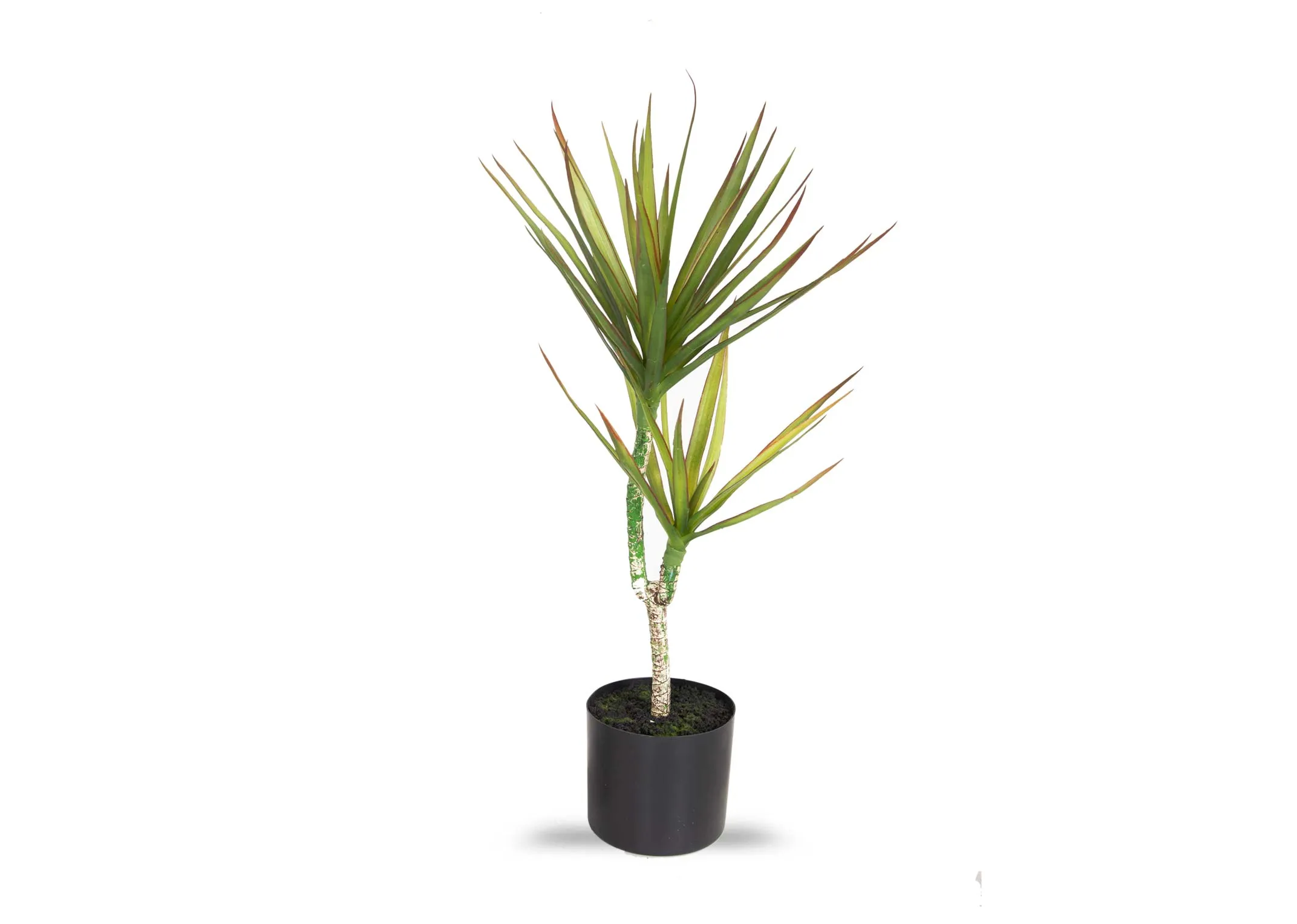 A small yucca tree in a black pot from EZ Living Furniture's Olive Collection. Front view