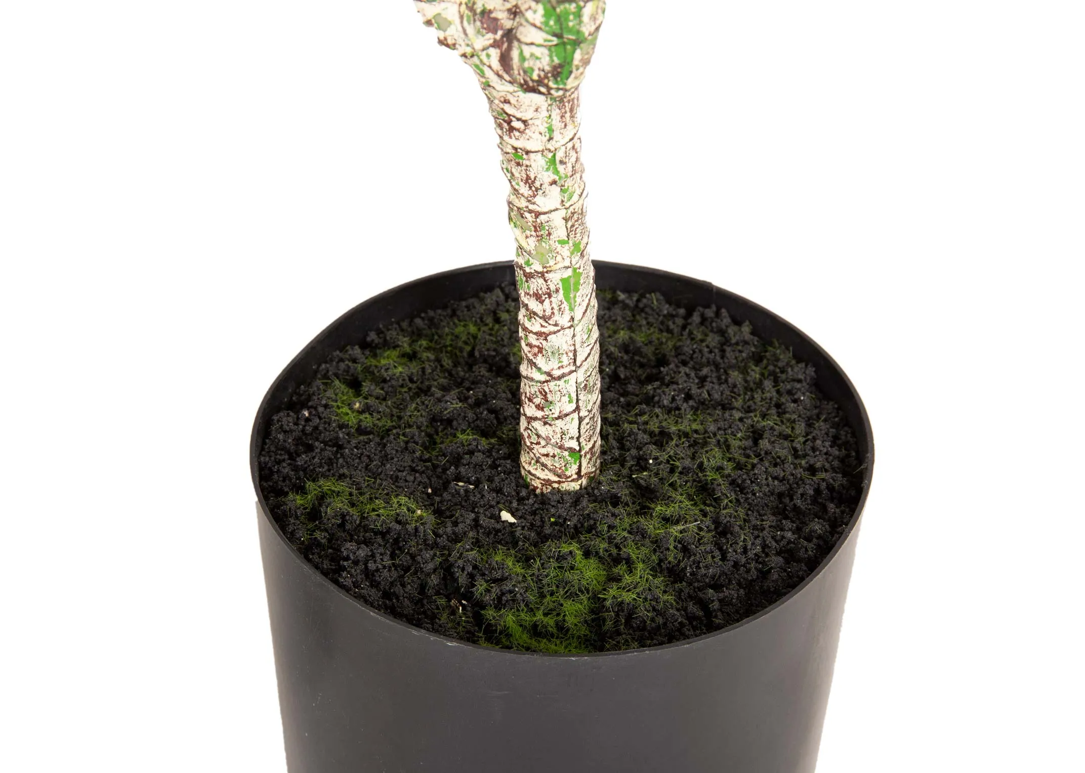 A small yucca tree in a black pot from EZ Living Furniture's Olive Collection. Closeup of grey & red bark