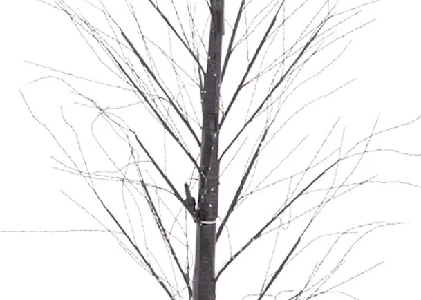 A dimension image of the Comet 120cm Outdoor Christmer tree with 80cm W