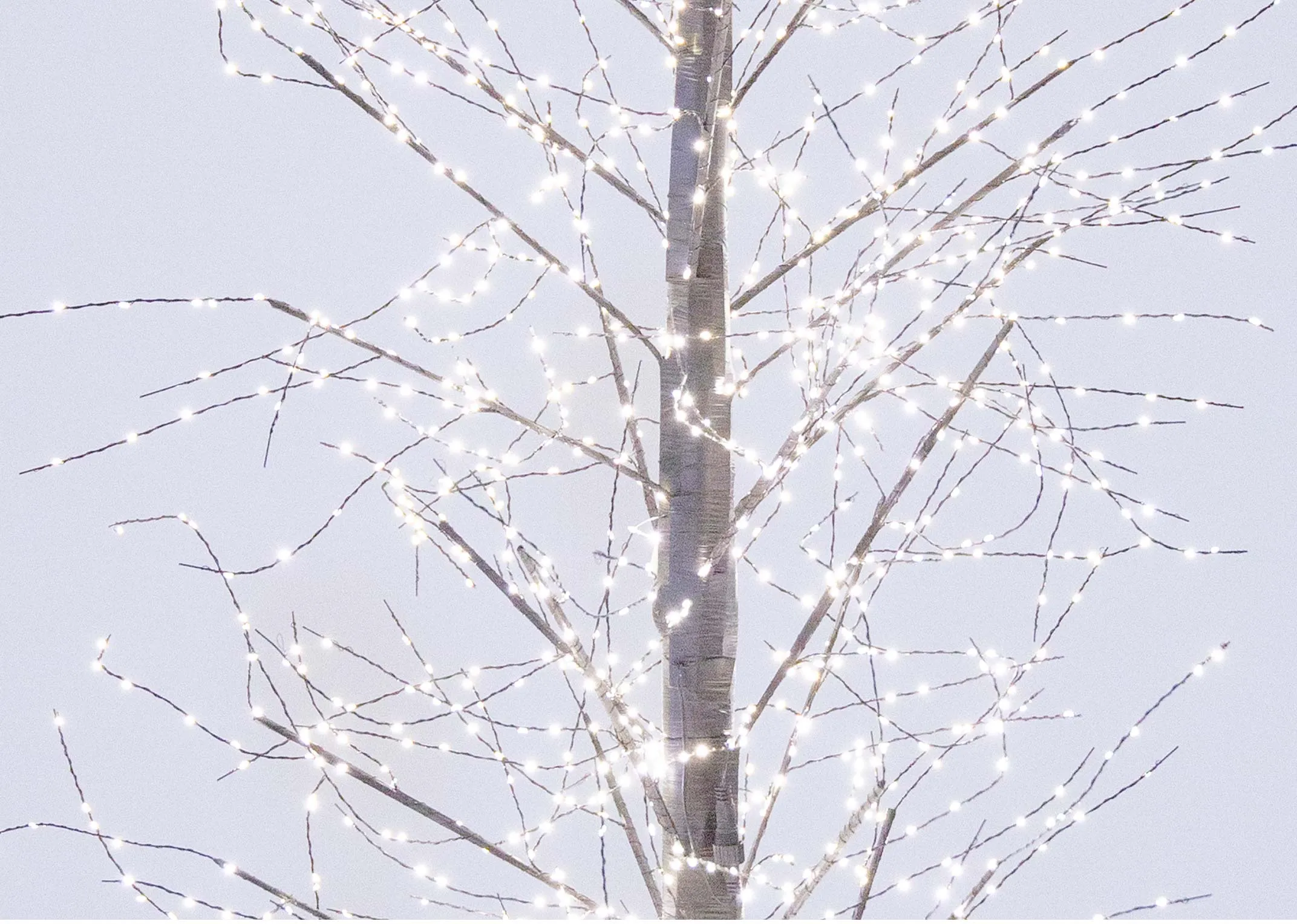 A black LED micro dot tree from EZ Livings Outdoor Tree range. Closeup of lights on