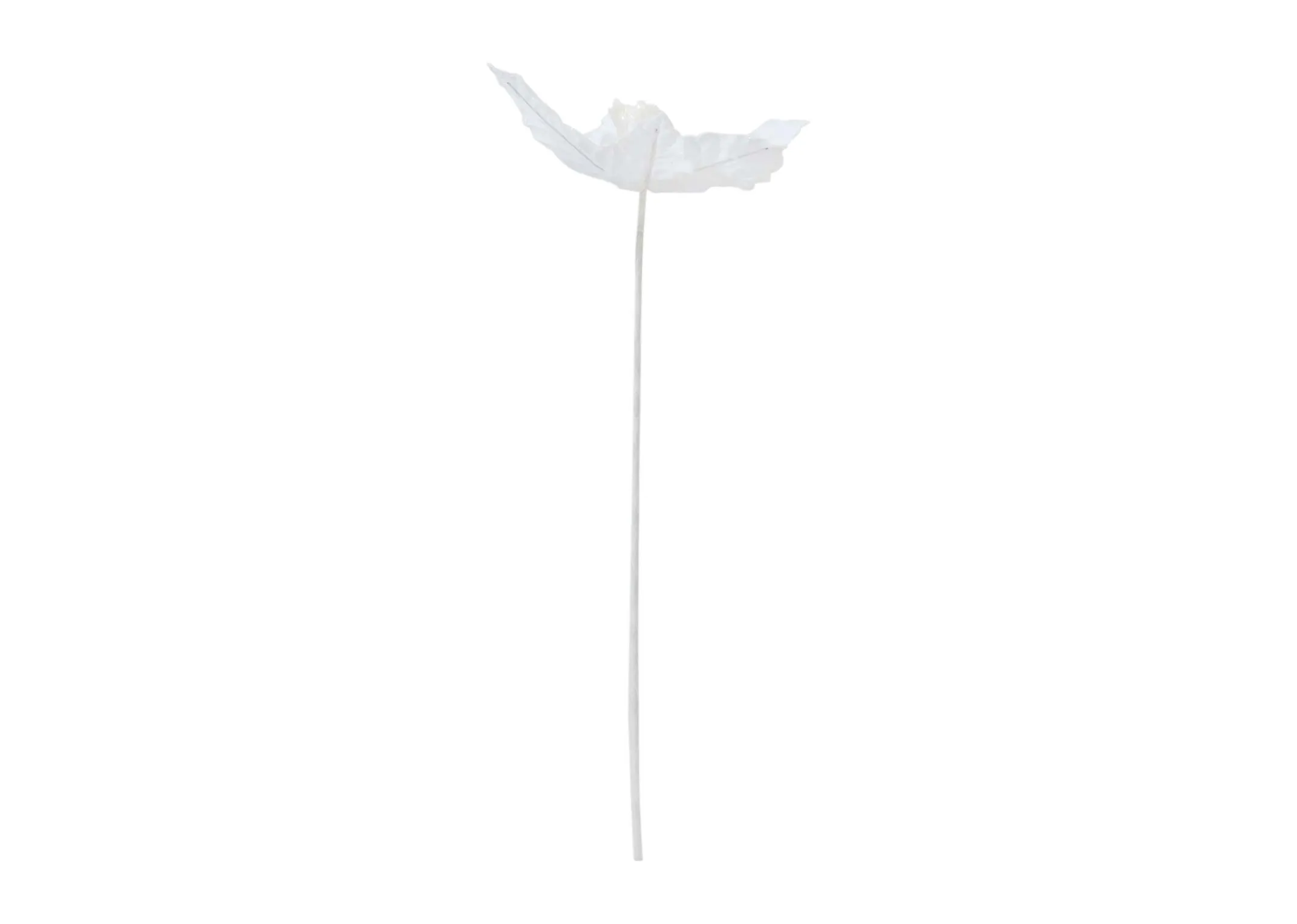 A dimension image of the White ponsietta Branch with 50cm