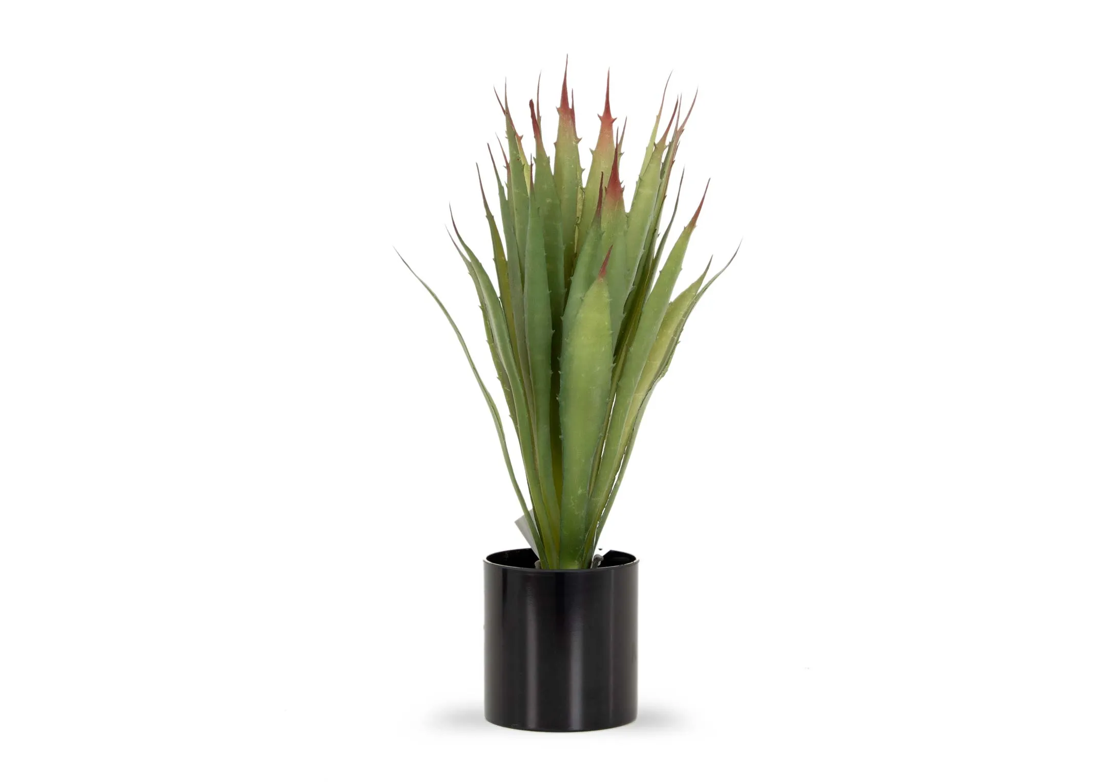 A dimension image of the Sisal Plant with 40cm