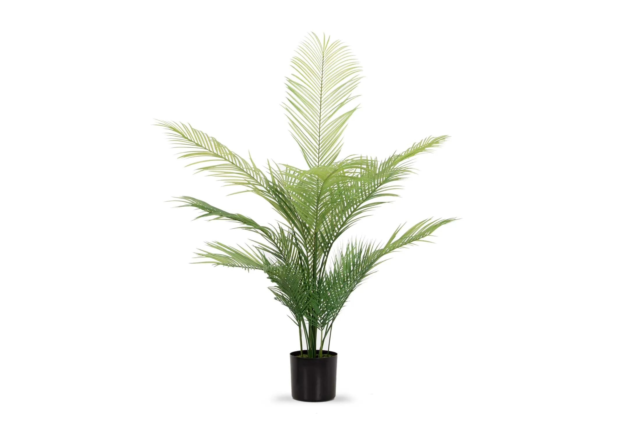 A dimension image of the Palm Tree with 150cm