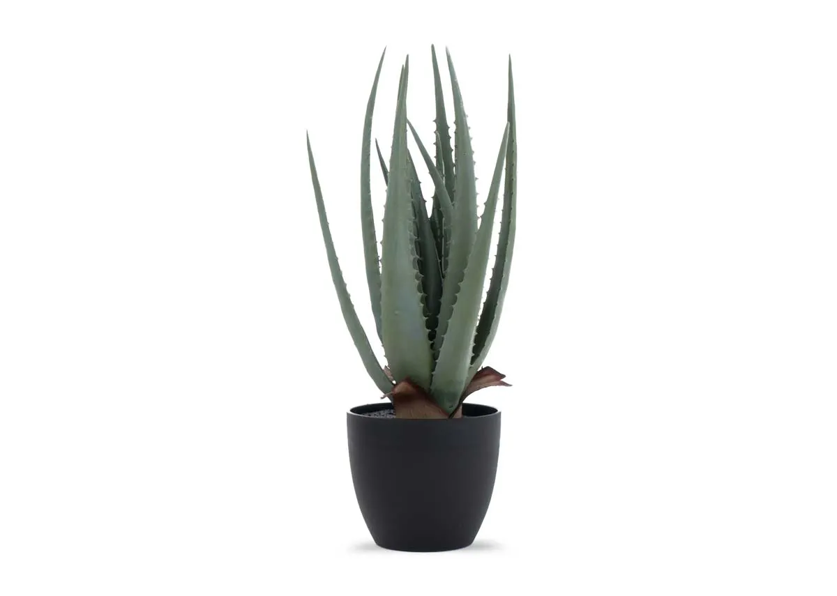 45cm Soft Plant in Pot - Aloe