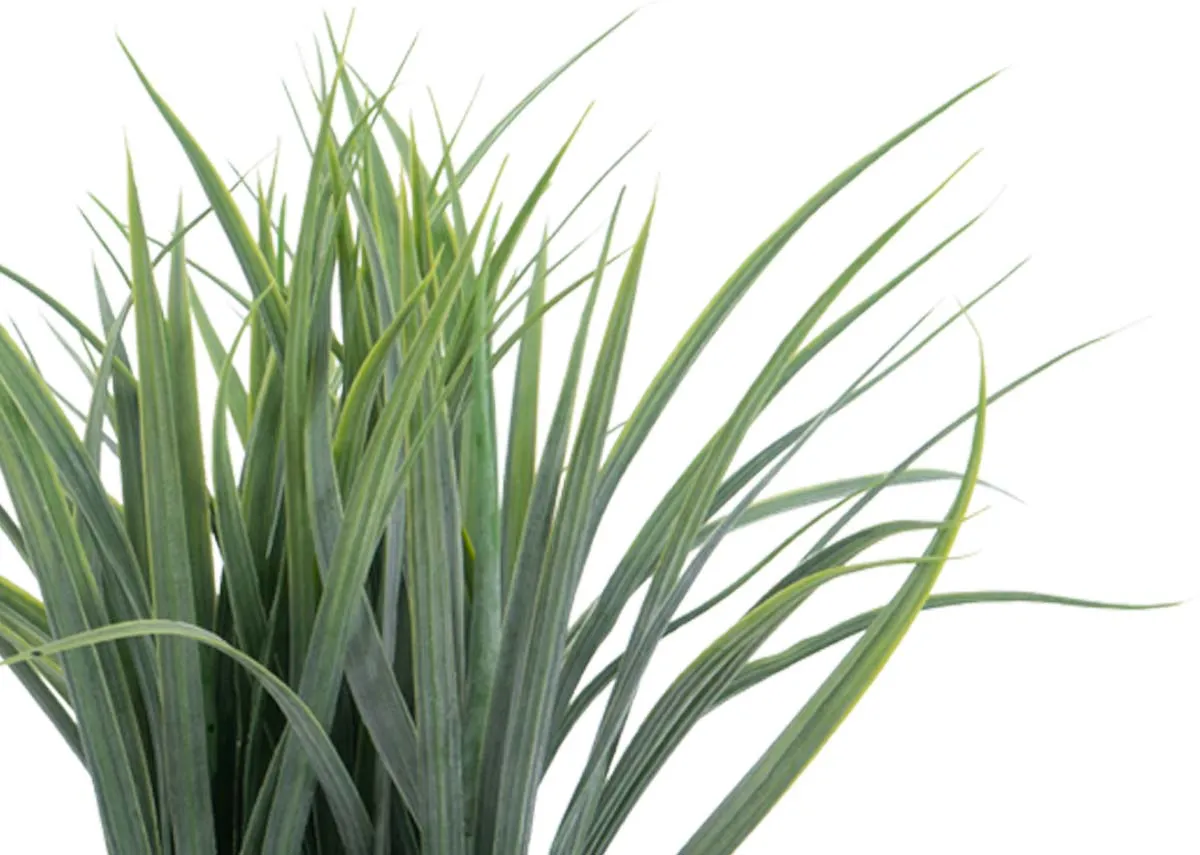 A dimension image of Grass in Paper mache pot with 61cm x 45cm