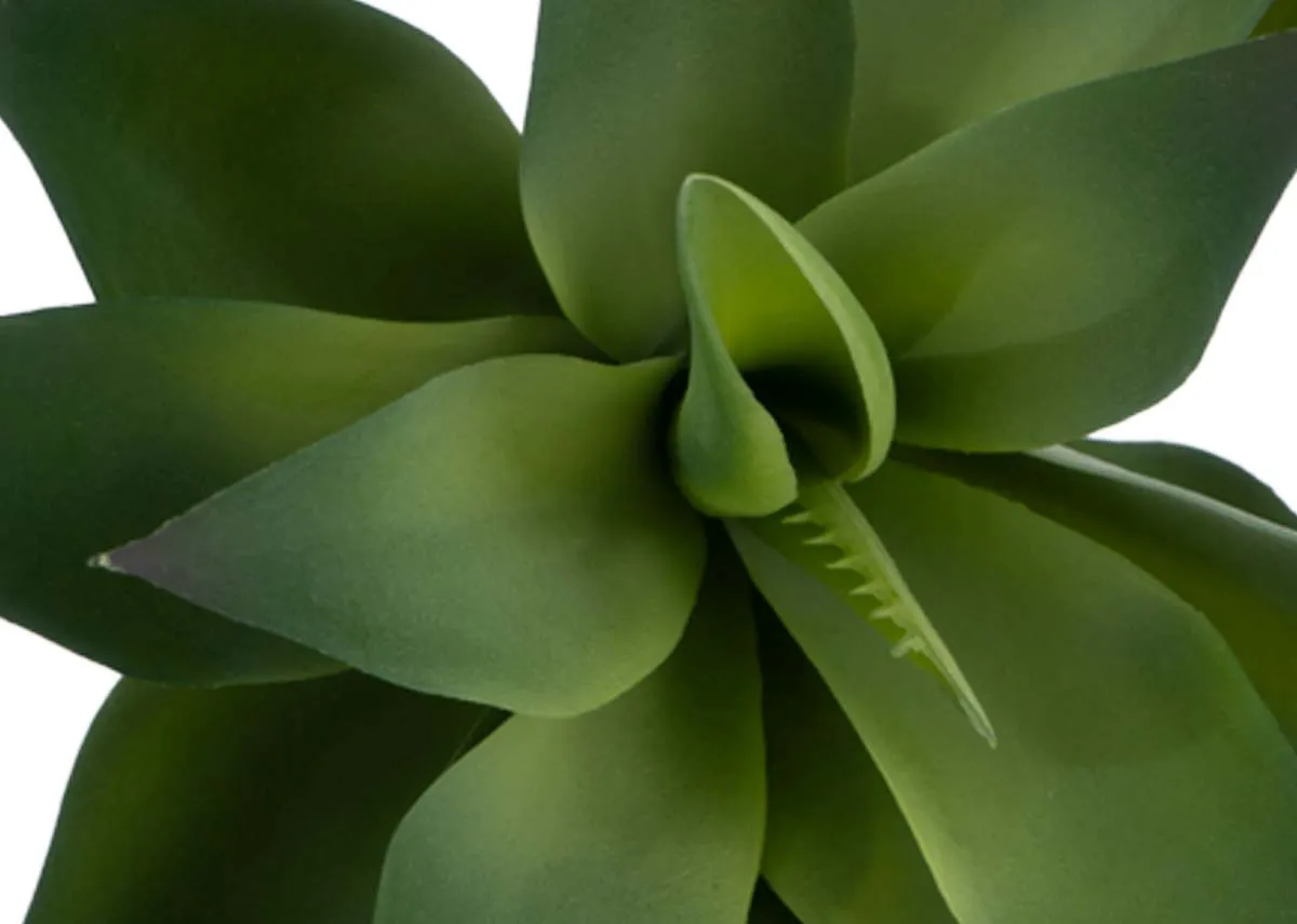 A dimension image of the Agave pick with 9cm x 9cm