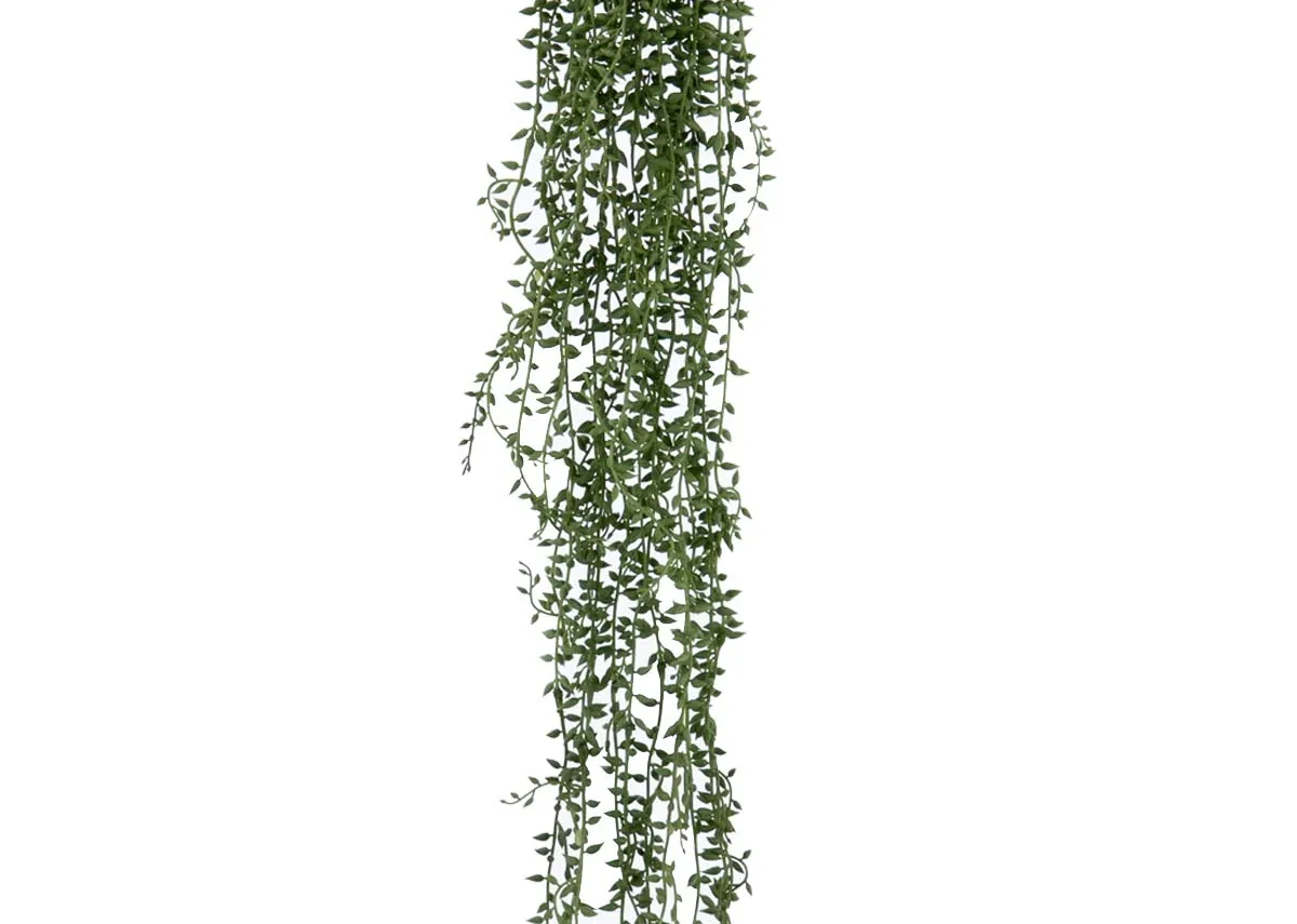 A dimension image of the Hanging Succulent Bean Bush with 185cm