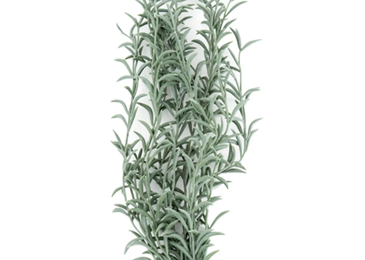 A dimension image of the Asparagales with 70cm