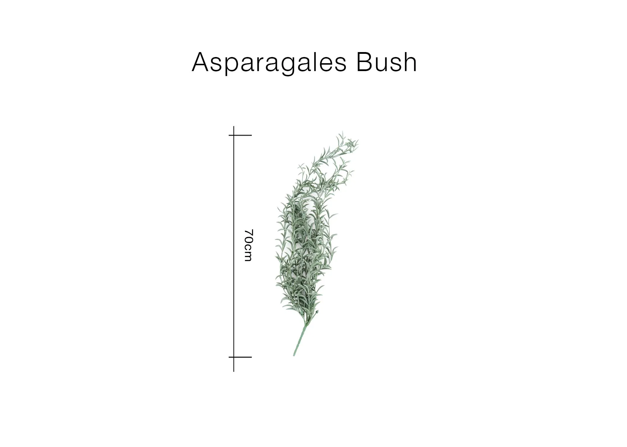 A dimension image of the Asparagales with 70cm