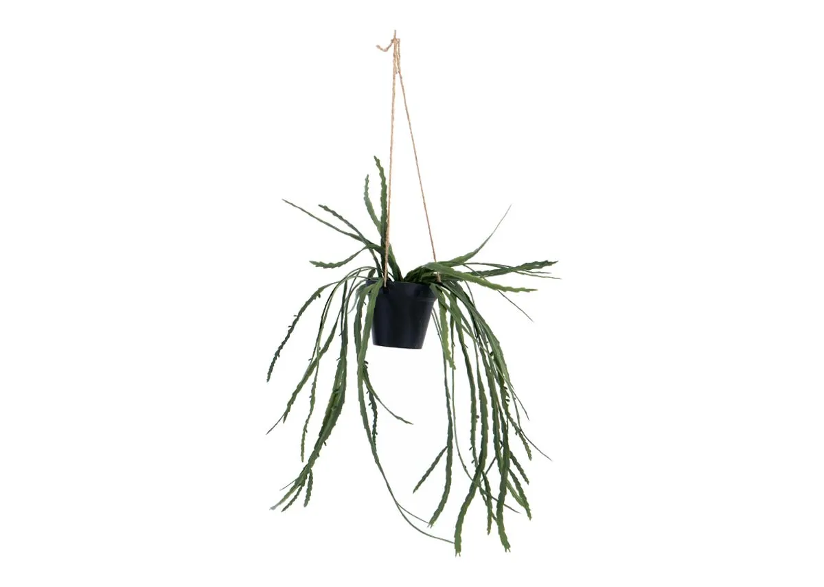 A hanging plant in black pot from EZ Livings Plant range. Front view of rope for hanging