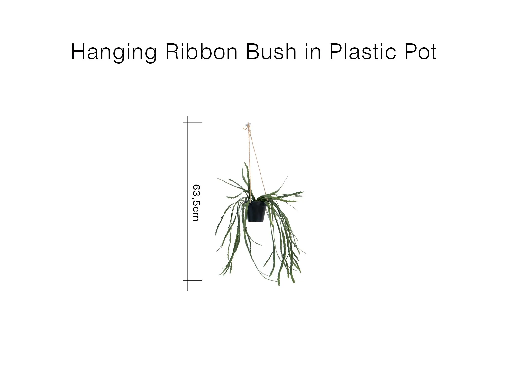 A dimension image of the Hanging Ribbon Bush with 63.5cm