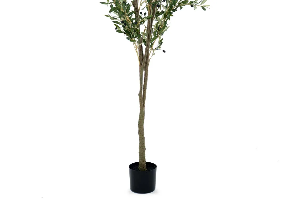 A dimension image of the olive Tree with 223cm H x 96cm W
