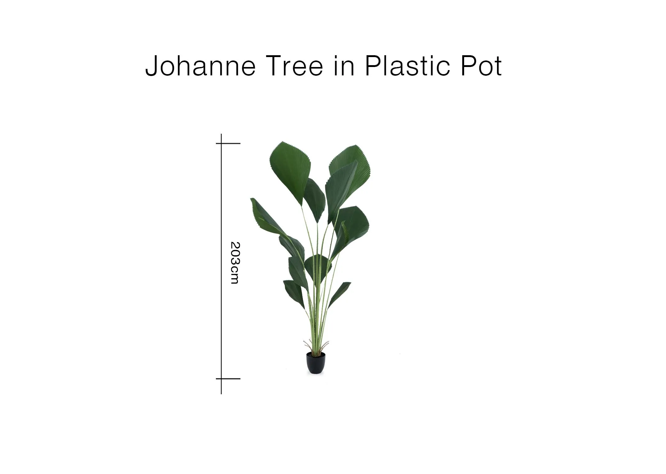 A dimension image of the Johanne Tree with 203cm