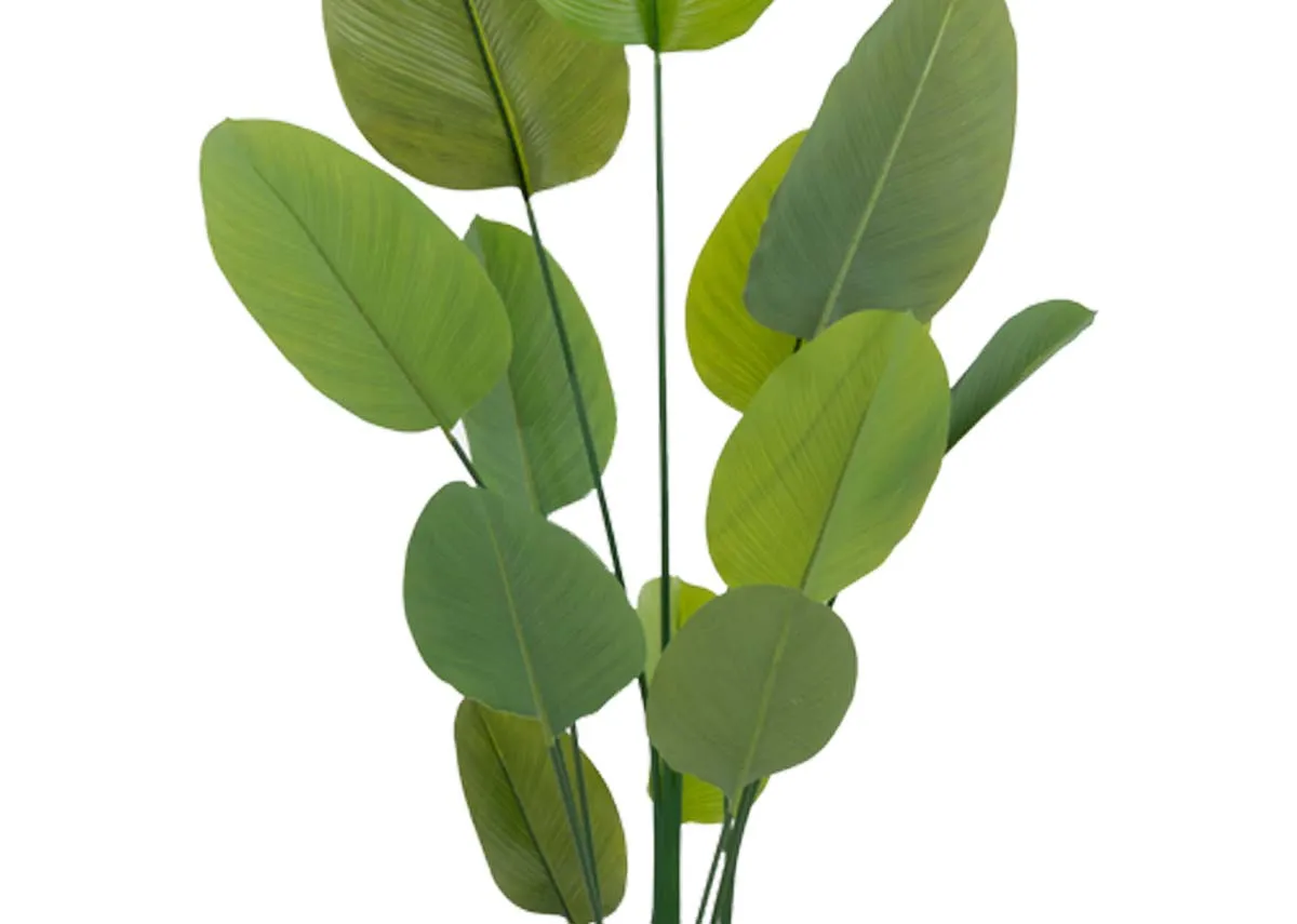 A dimension image of the Calathea Tree with 76cm x 200cm