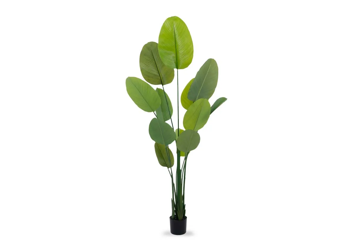 200cm Artificial Tree in Pot - Calathea