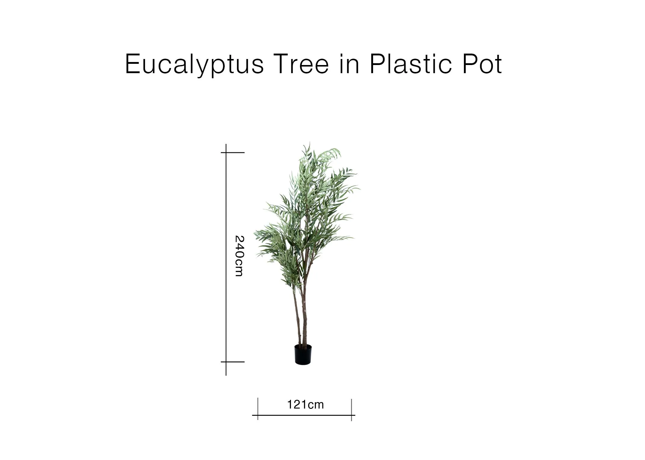 A dimension image of the Eucalytus Tree with 120cm x 240cm