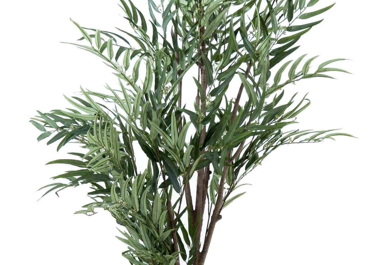 A dimension image of the Eucalytus Tree with 120cm x 240cm