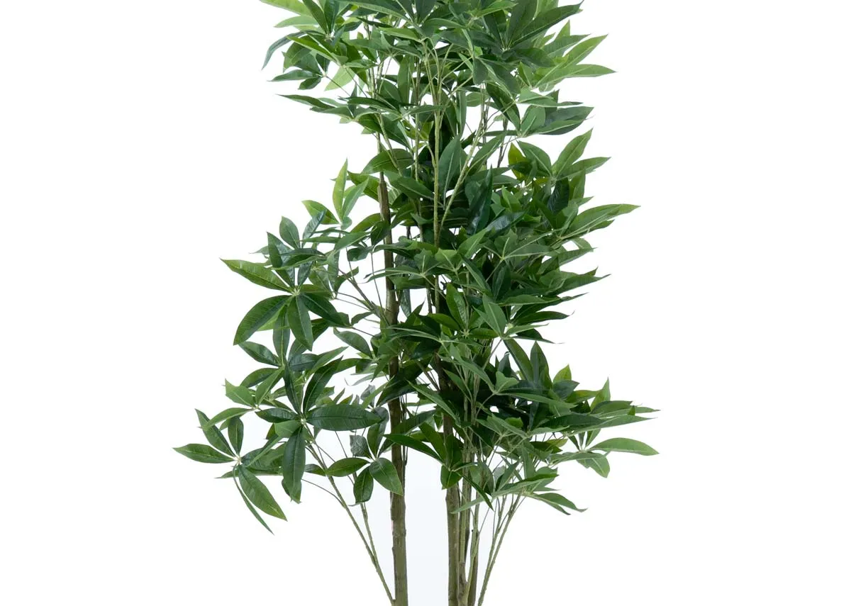 A dimension image of the Pachira tree with 114cm x 241cm