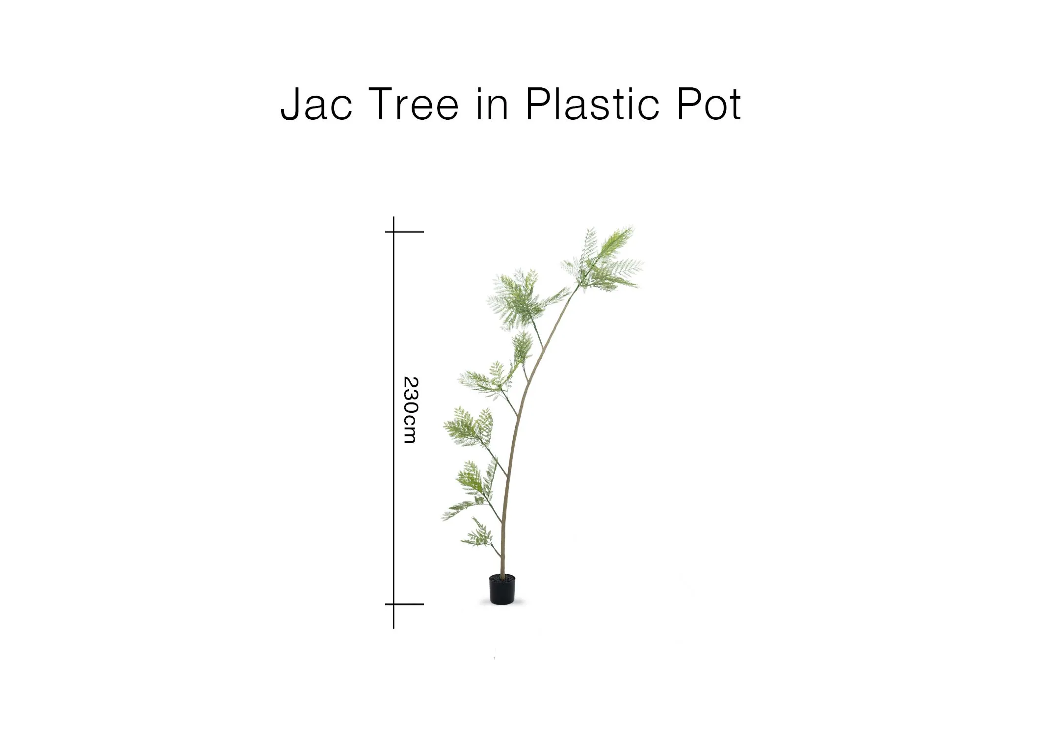 A dimension image of the Jac Tree in pot with 230cm