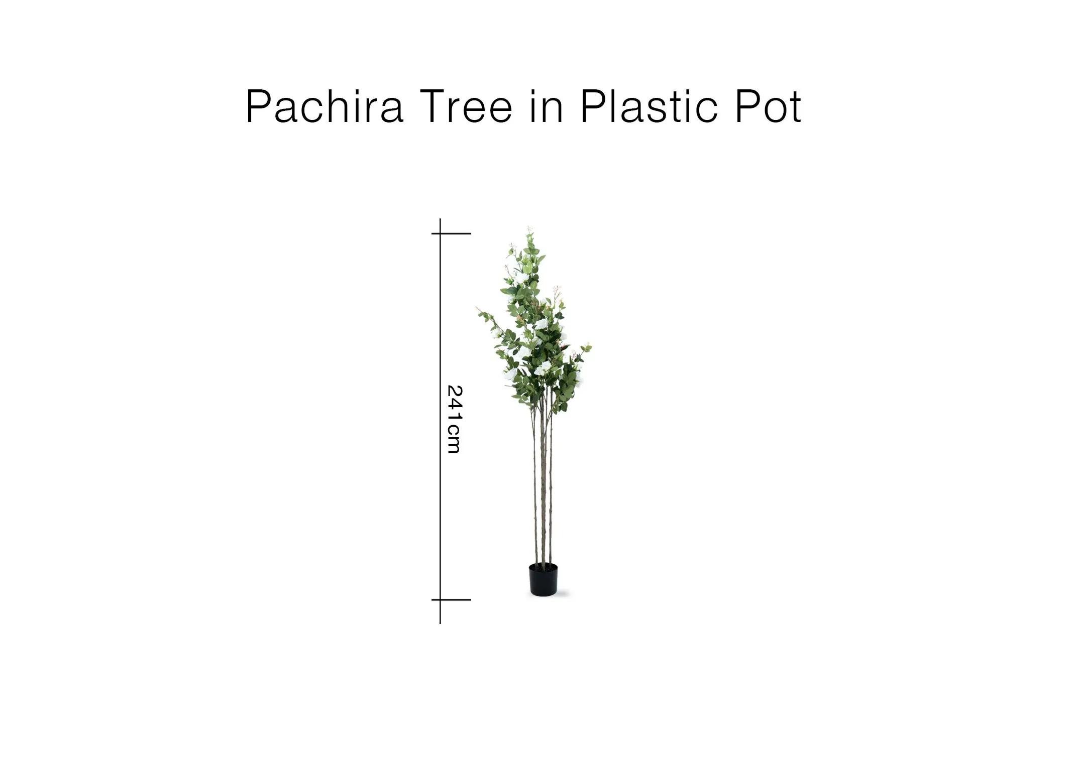 A dimension image of the Rose tree with 210cm