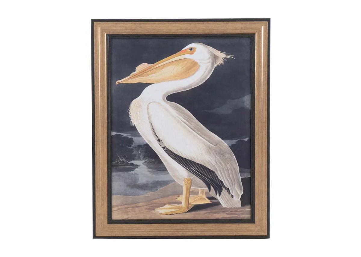 85cm x 105cm Framed Picture - White Pelican