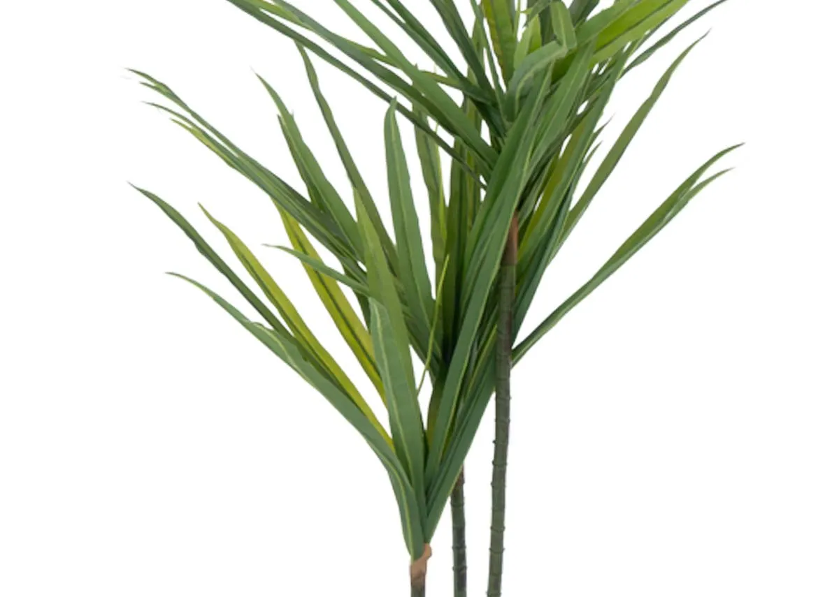 A dimension image of the real Touch Yucca plant with 100cm