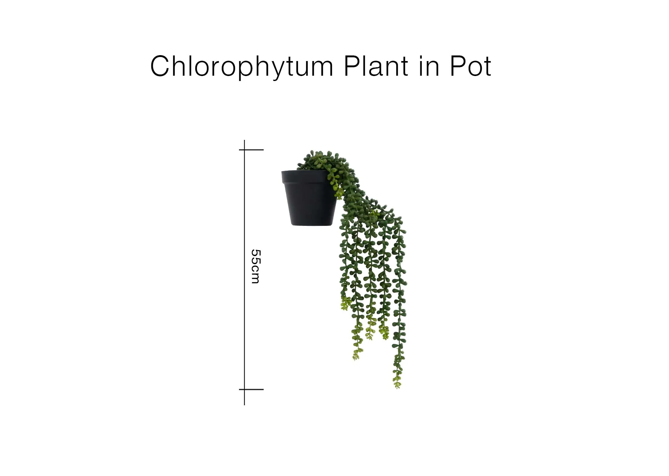 A dimension image of the Chlorophytum plant in pot with 55cm