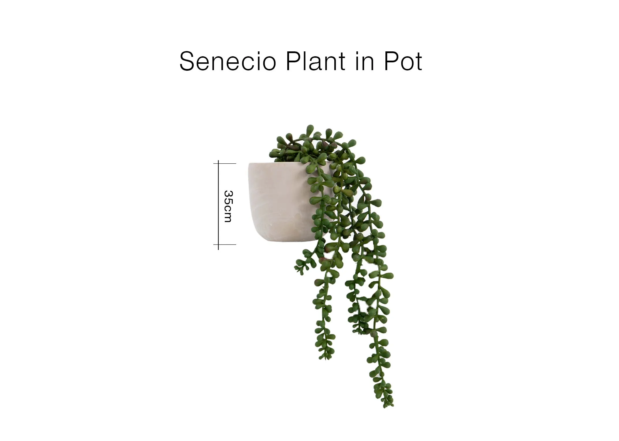 A dimension image of the Senecio plant with pot with 35cm Height.
