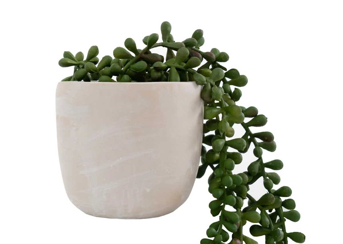 A closeup of the cascading stems of the Senecio plant.