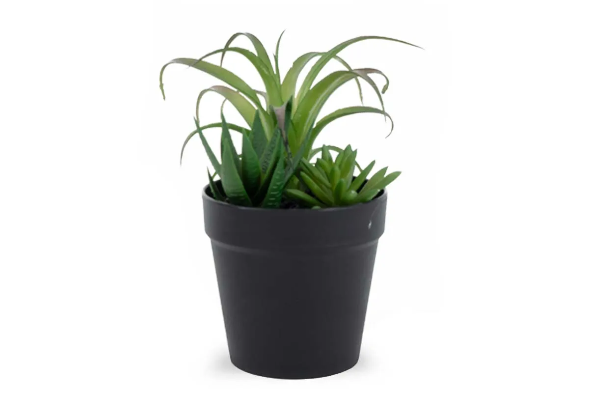 17cm Plant in Black Pot - Succulents
