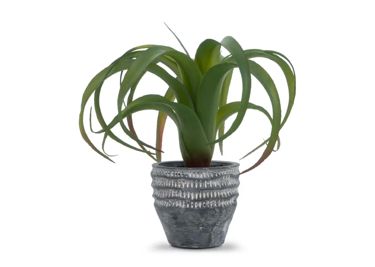 20cm Air Plant in Grey Pot
