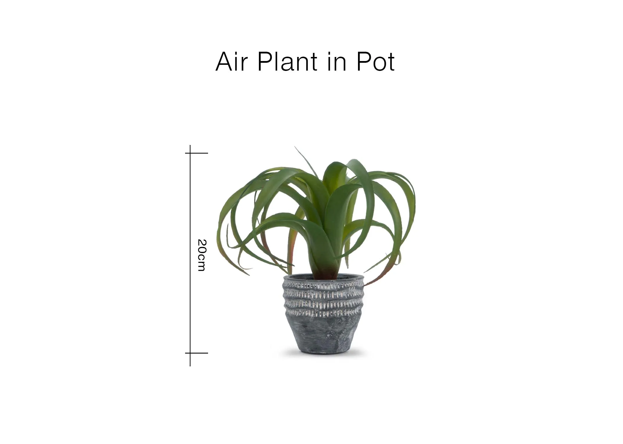 A dimension image of the Air Plant with 20cm