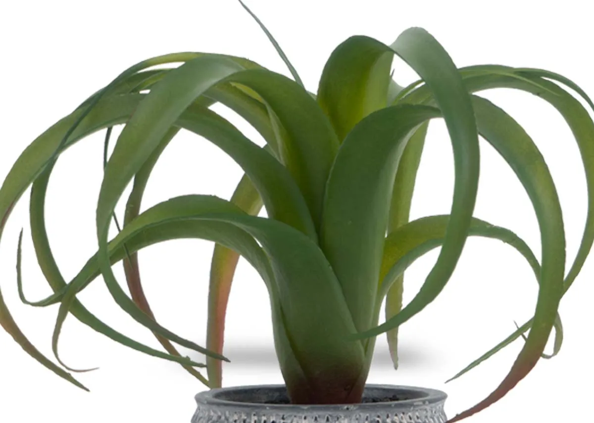 A dimension image of the Air Plant with 20cm