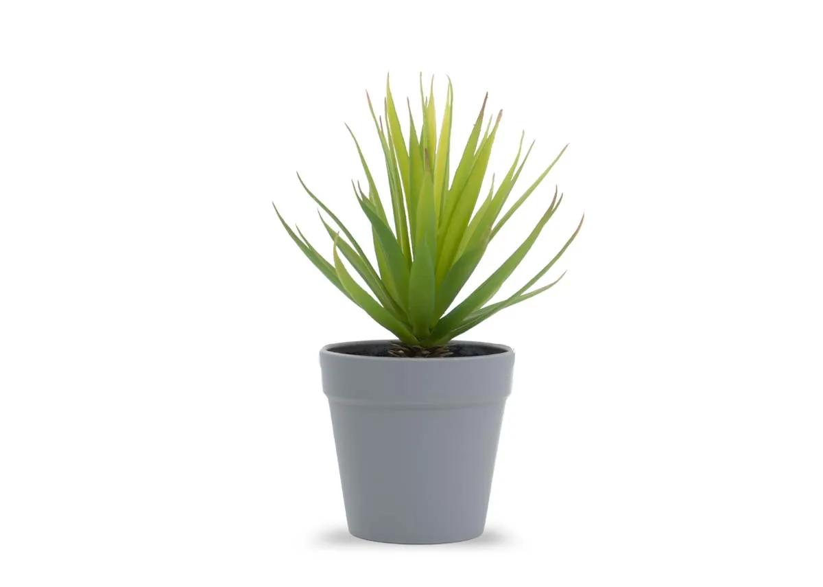 20cm Succulents in Pot