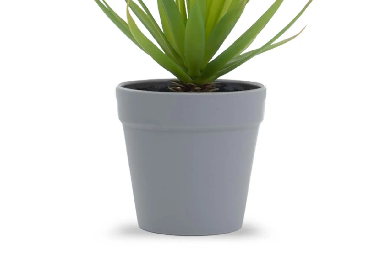 A dimension image of the Succulent in pot with 17cm x 20cm