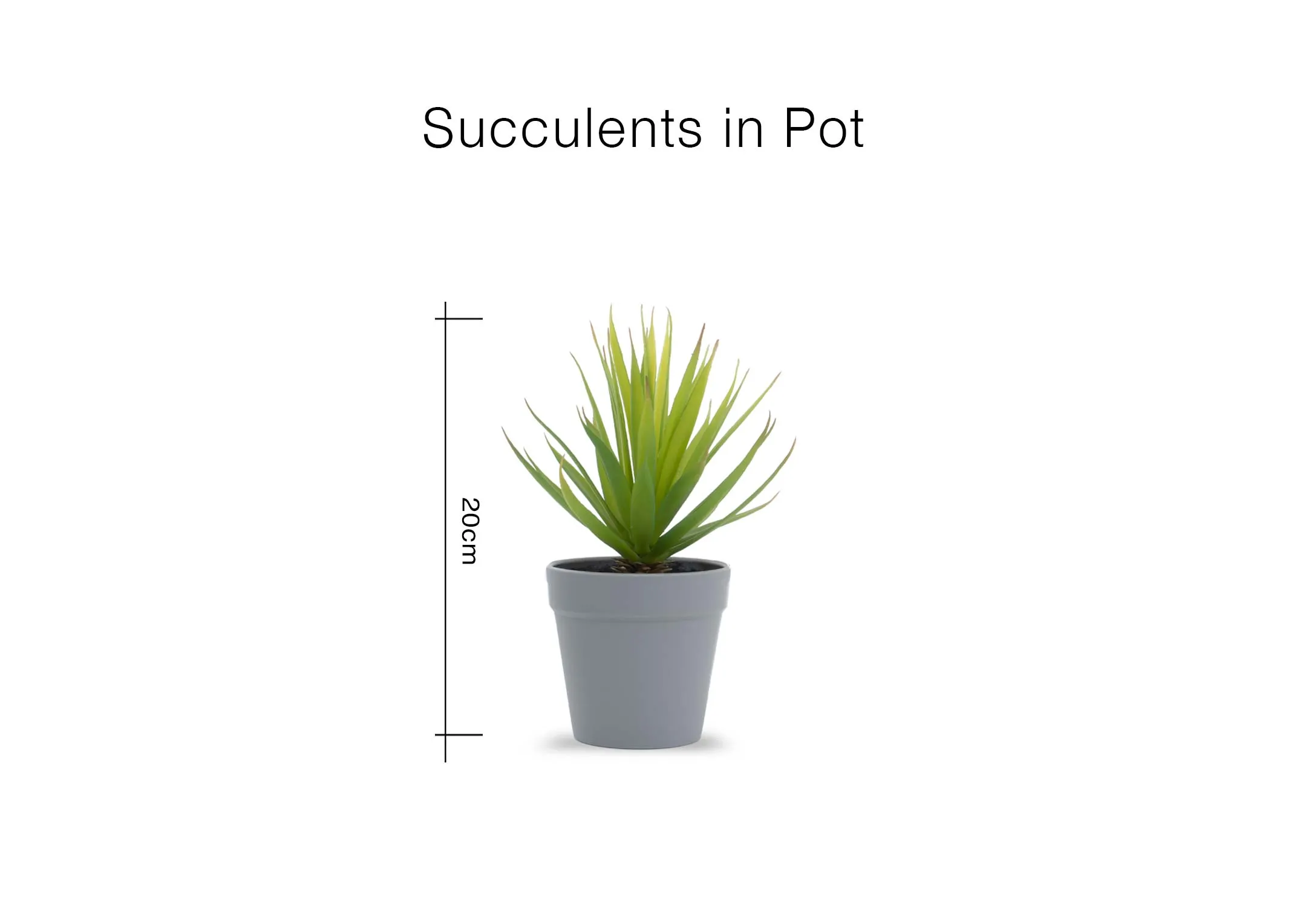 A dimension image of the Succulent in pot with 17cm x 20cm
