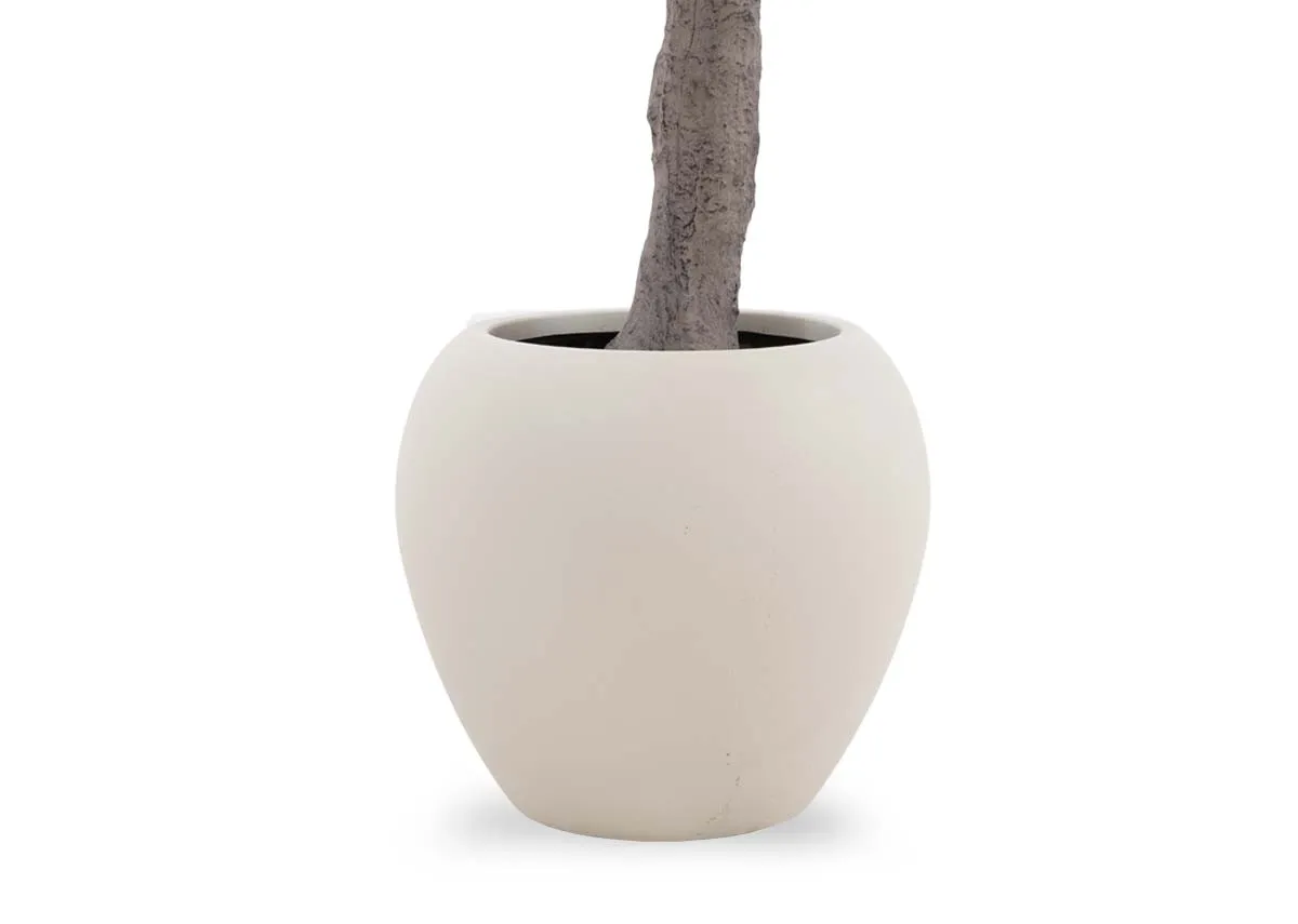 A dimension image of the Olive Tree with 300cm